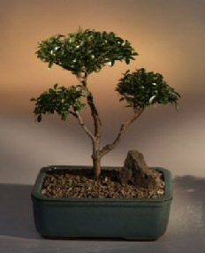 Brush Cherry Bonsai Tree - 