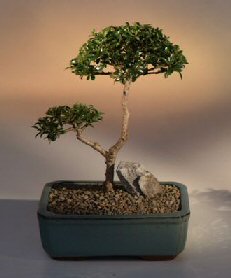 Brush Cherry Bonsai Tree - 