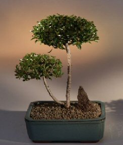 Brush Cherry Bonsai Tree - 