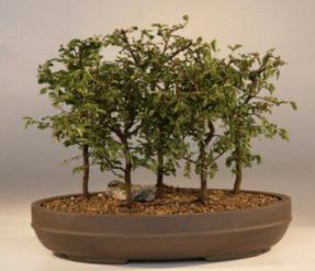 Chinese Elm Bonsai Tree<br><i>(ulmus parvifolia)</i>