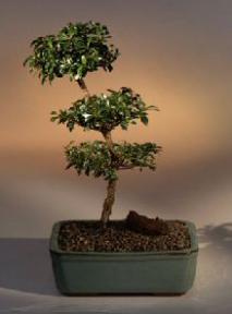 Brush Cherry Bonsai Tree - 