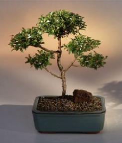 Brush Cherry Bonsai Tree - 