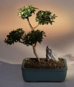 Brush Cherry Bonsai Tree - 