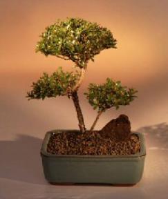 Brush Cherry Bonsai Tree - 