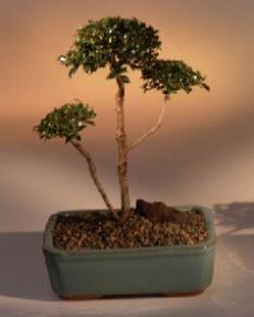 Flowering Brush Cherry Bonsai Tree - 