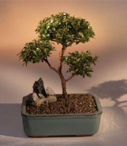 Brush Cherry Bonsai Tree - 