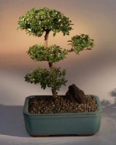 Brush Cherry Bonsai Tree - 