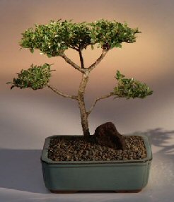 Brush Cherry Bonsai Tree - 