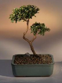 Brush Cherry Bonsai Tree - 