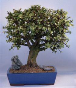 Baby Jade Bonsai Tree<br><i>(portlacaria afra)</i>