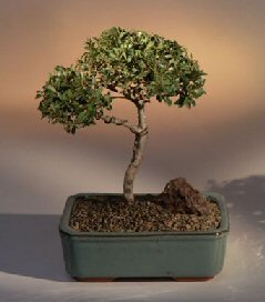 Brush Cherry Bonsai Tree - 