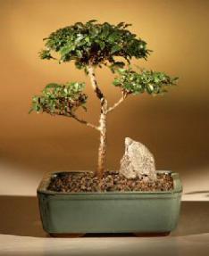 Brush Cherry Bonsai Tree - 