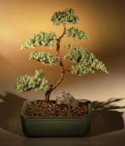 Juniper Karate Kid Bonsai Tree<br><i>(juniper procumbens 