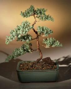 Juniper Karate Kid Bonsai Tree<br><i>(juniper procumbens 