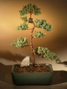 Juniper Karate Kid Bonsai Tree<br><i>(juniper procumbens 