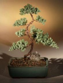 Juniper Karate Kid Bonsai Tree<br><i>(juniper procumbens 