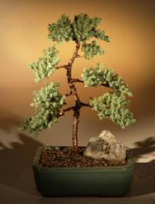 Juniper Karate Kid Bonsai Tree<br><i>(juniper procumbens 