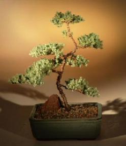 Juniper Karate Kid Bonsai Tree<br><i>(juniper procumbens 