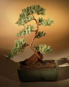 Juniper Karate Kid Bonsai Tree<br><i>(juniper procumbens 