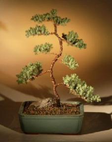 Juniper Karate Kid Bonsai Tree<br><i>(juniper procumbens 