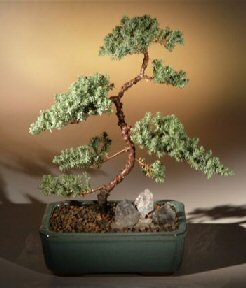 Juniper Karate Kid Bonsai Tree<br><i>(juniper procumbens 