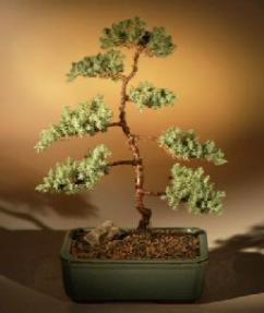 Juniper Karate Kid Bonsai Tree<br><i>(juniper procumbens 