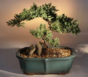 Juniper Windswept Bonsai Tree<br><i>(juniper procumbens 'nana')</i>