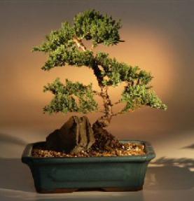 Juniper Bonsai Tree <br><i>(juniper procumbens nana)</i>