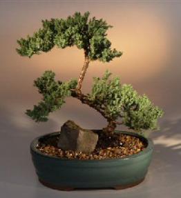 Juniper Bonsai Tree<br><i>(juniper procumbens 'nana')</i>