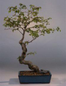 Korean Hornbeam Bonsai Tree<br><i>(carpinus coreana)</i>