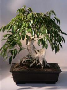 Ficus Bonsai Tree<br><i>(ficus philippinensis)</i>