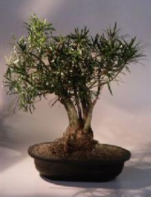 Podocarpus Bonsai Tree<br>Multi Trunk Style<br><i>(podocarpus macrophyllus)</i>