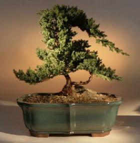 Juniper Bonsai Tree<br><i>(juniper procumbens 'nana')</i>