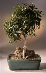 Willow Leaf Ficus Bonsai Tree  Root Over Rock - Large<br><i>(ficus nerifolia/salicafolia) </i>