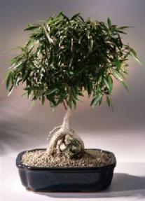 Willow Leaf Ficus Bonsai Tree - Root over Rock - Large<br><i>(ficus nerifolia/salicafolia) </i>