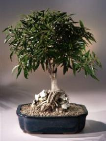 Willow Leaf Ficus Bonsai Tree - Root over Rock - Large<br><i>(ficus nerifolia/salicafolia) </i>