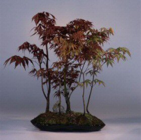 Japanese Red/Green Maple Bonsai Tree<br><i>(acer palmatum)</i>