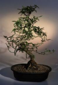 Chinese Pepper Bonsai Tree<br><i>(zanthoxylum piperitum)</i>