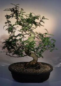 Chinese Pepper Bonsai Tree<br><i>(zanthoxylum piperitum)</i>