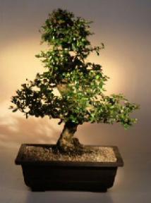 Fukien Tea Bonsai Tree <br><i>(ehretia microphylla)</i>