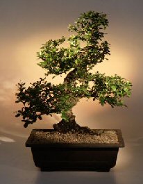 Fukien Tea Bonsai Tree <br><i>(ehretia microphylla)</i>