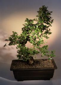 Fukien Tea Bonsai Tree <br><i>(ehretia microphylla)</i>