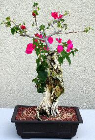 Flowering Bougainvillea Bonsai Tree<br><i>(bougainvillea 