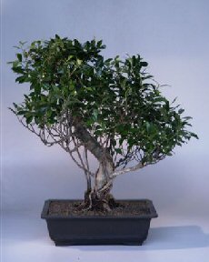 Ficus Retusa Bonsai Tree<br><i>(ficus retusa)</i>