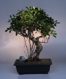 Ficus Retusa Bonsai Tree<br><i>(ficus retusa)</i>