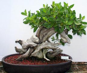 Buttonwood Bonsai Tree<br><i>(conocarpus erectus)</i>