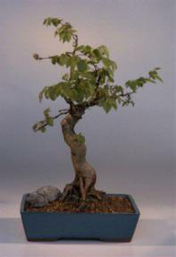 Korean Hornbeam Bonsai Tree<br><i>(carpinus coreana)</i>