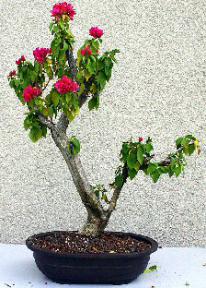 Flowering Bougainvillea Bonsai Tree<br><i>(pink pixie)</i>