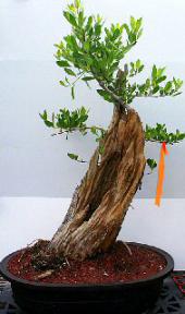 Buttonwood Bonsai Tree<br><i>(conocarpus erectus)</i>