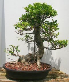 Ficus Retusa Bonsai Tree<br><i>(ficus retusa)</i>